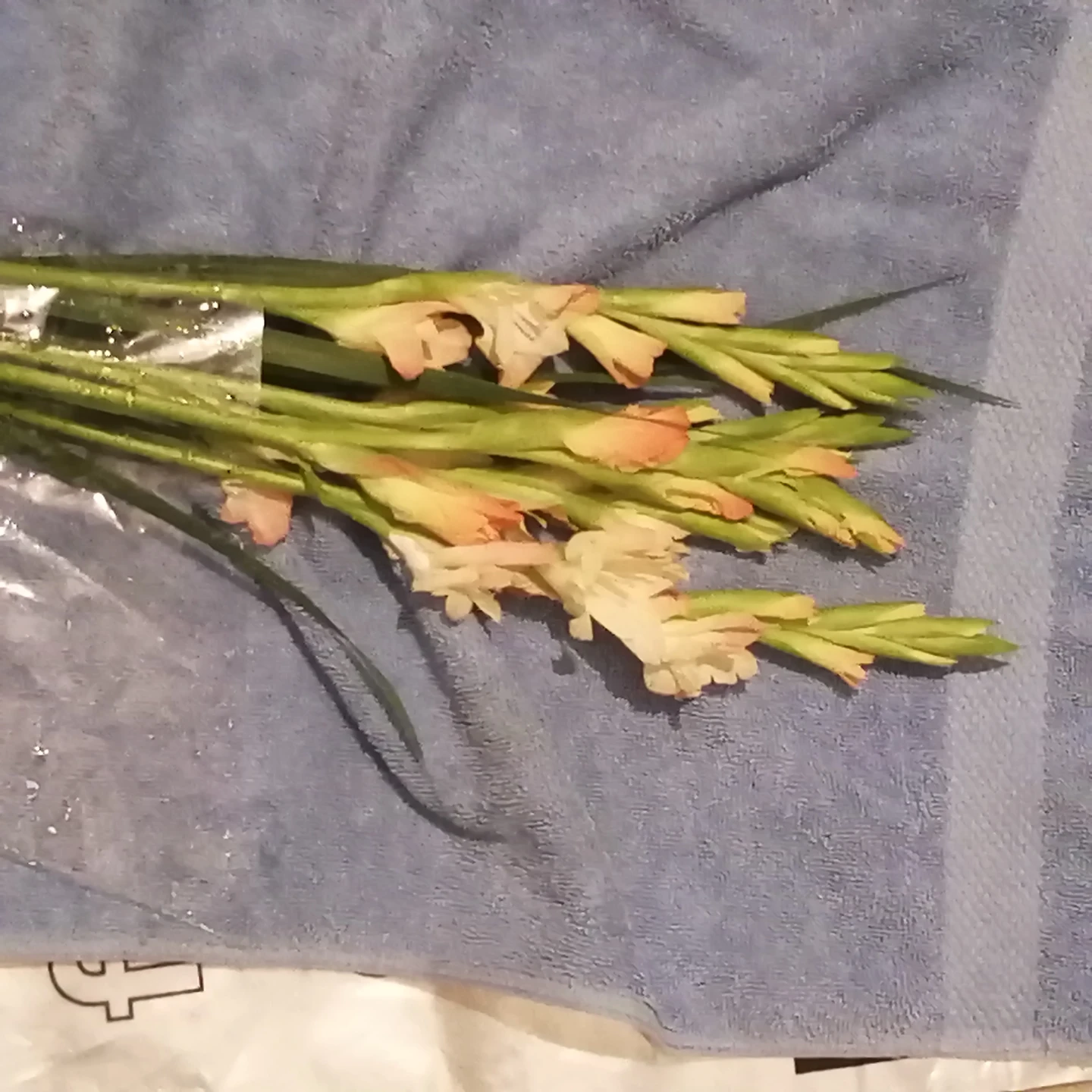 Fresh Gladiolus Flower Bouquet - photo 2
