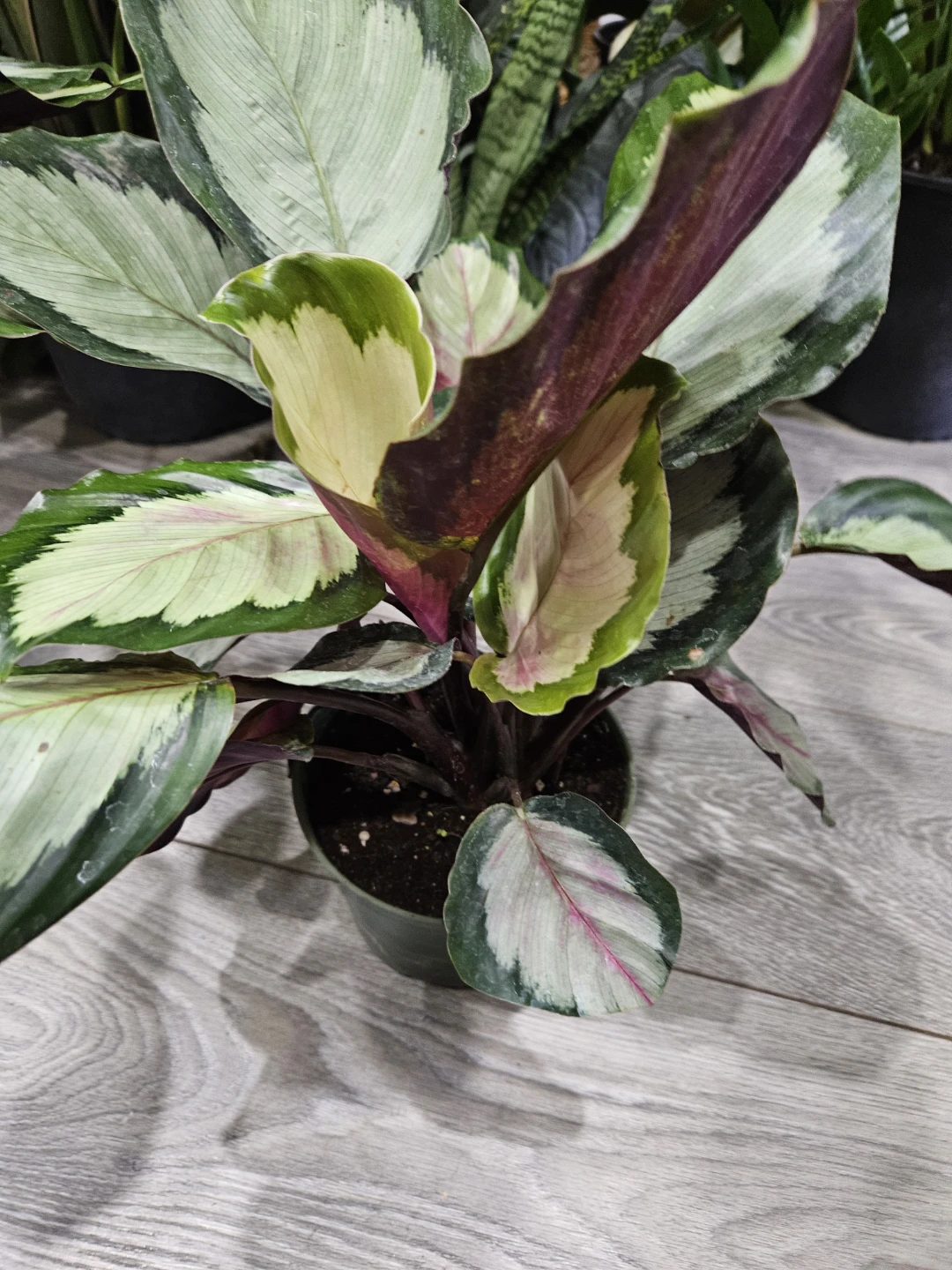 Calathea White Fusion Plant
