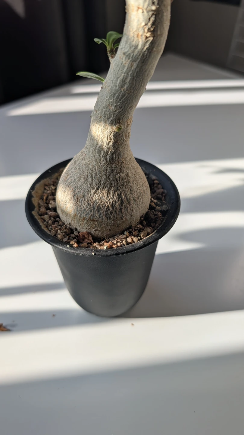 Adenium obesum desert rose succulent - photo 5