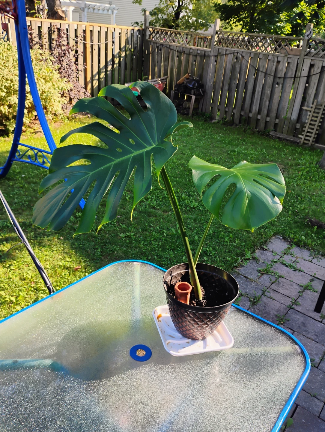 Monstera Deliciosa Houseplant - photo 2