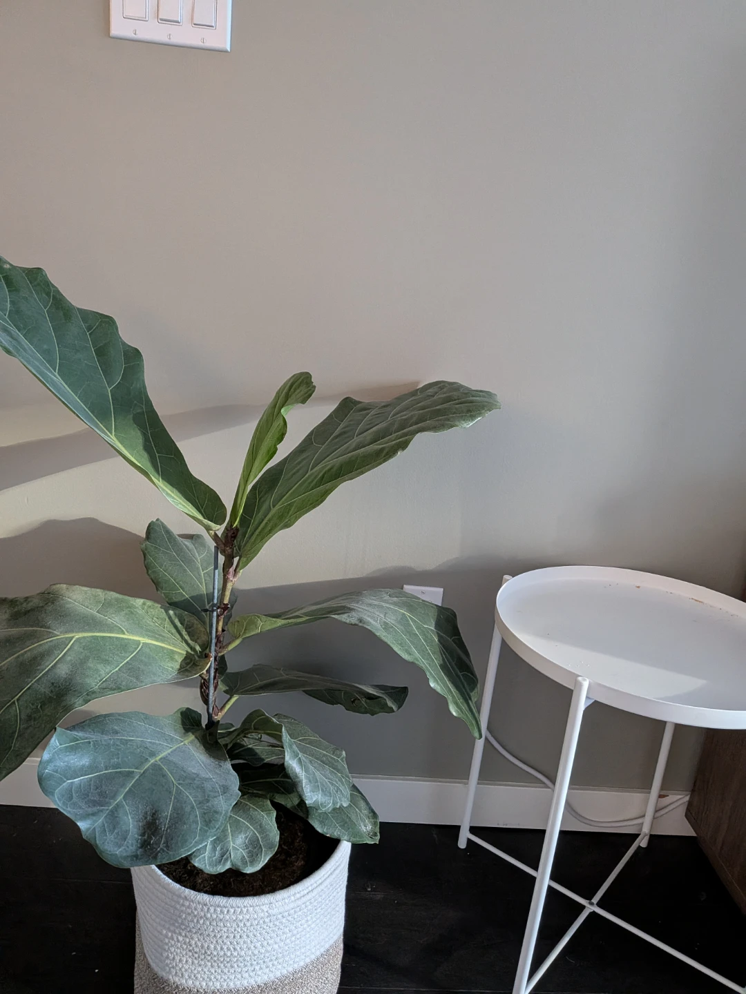 Fiddle leaf fig plant - Medium size - photo 3