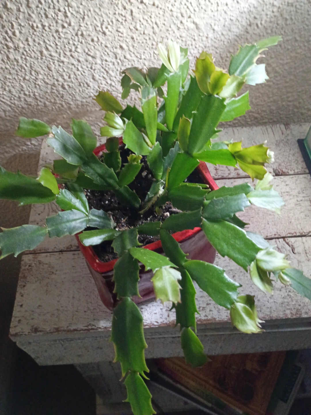Thanksgiving Cactus in Red Pot