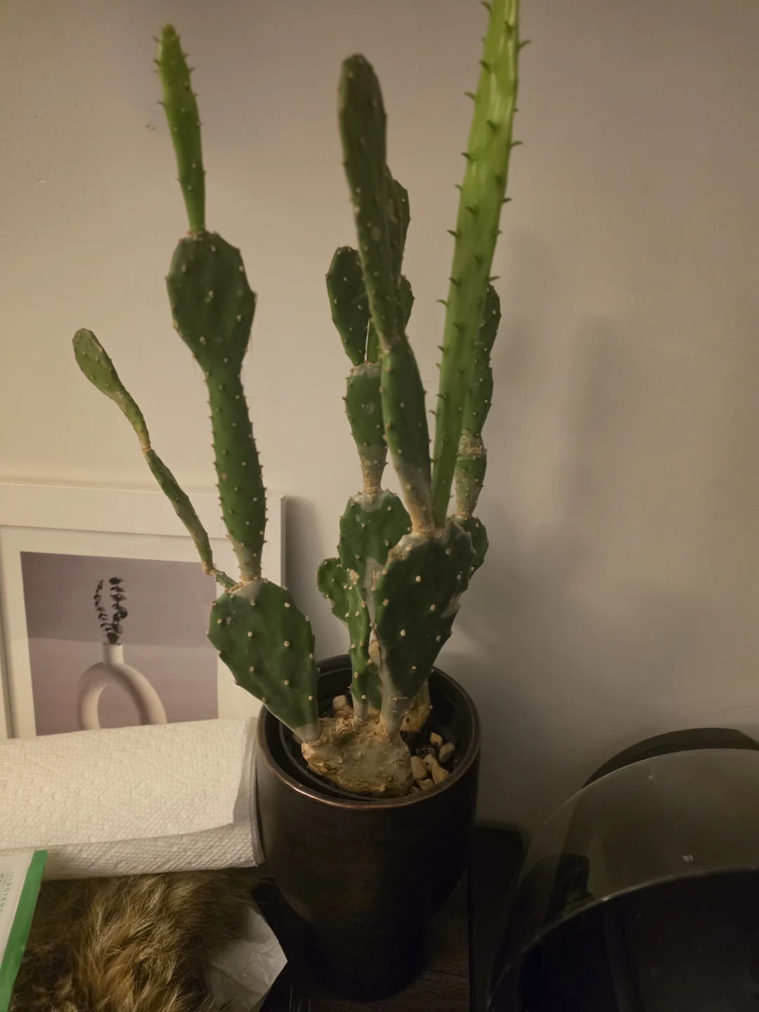 Prickly Pear Cactus in Dark Pot - photo 2