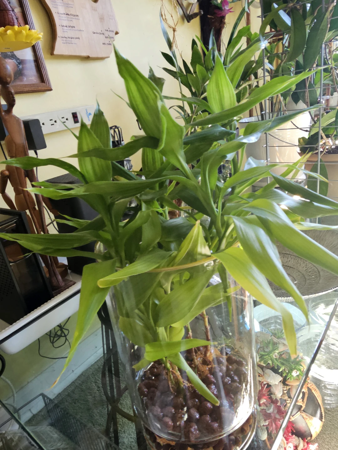 Lucky Bamboo Plant in Glass Vase - photo 2