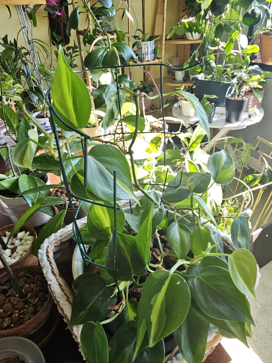 Philodendron Brasil Plant with Trellis and Basket
