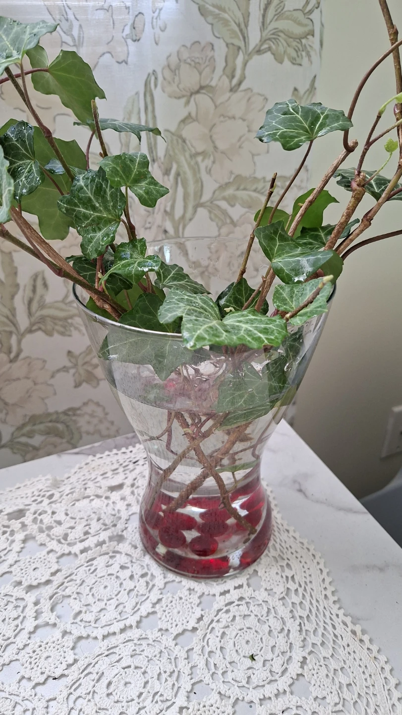 English Ivy in Large Glass Vase - photo 4