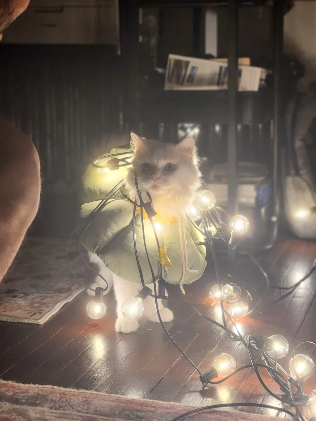String lights 50 ft