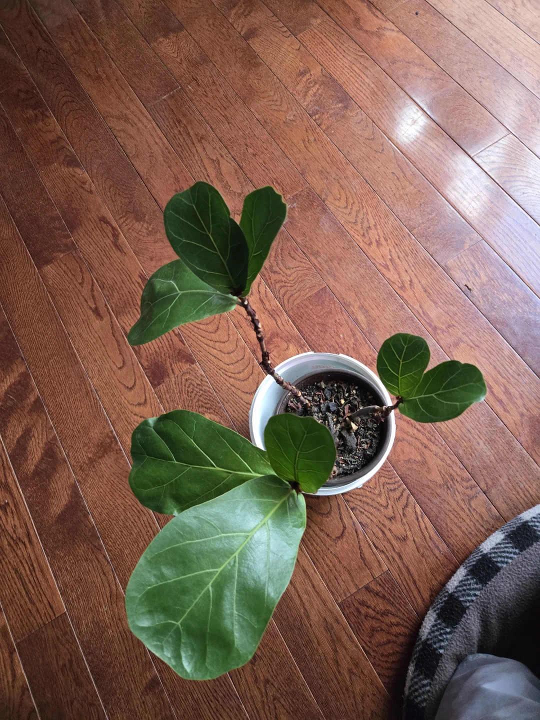Fiddle Leaf Fig plant