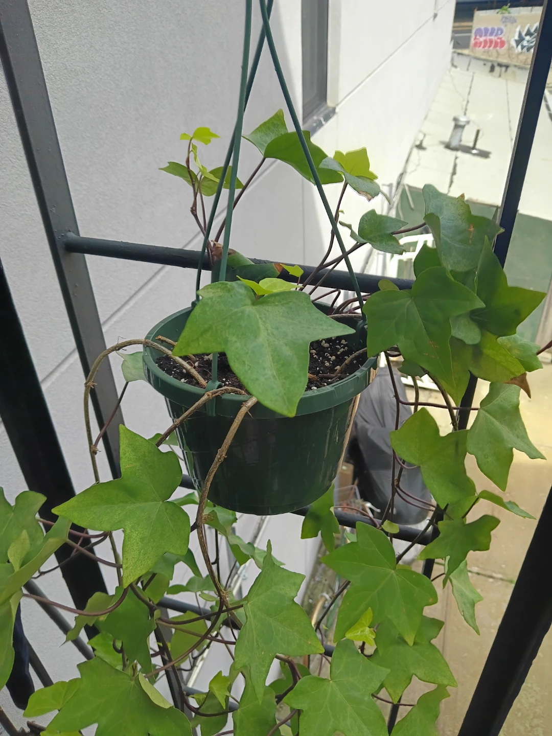 Boston Ivy in hanging basket - photo 2