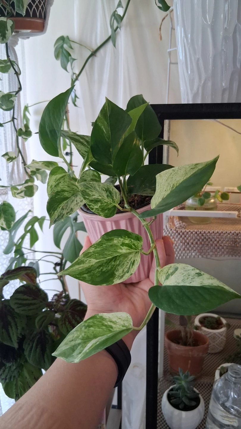 Marble Queen Pothos in 4" nursing pot