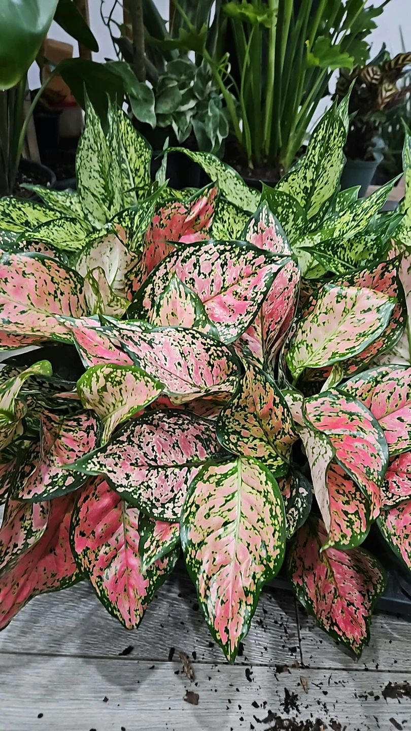 Aglaonema Pink  P²lant - photo 2