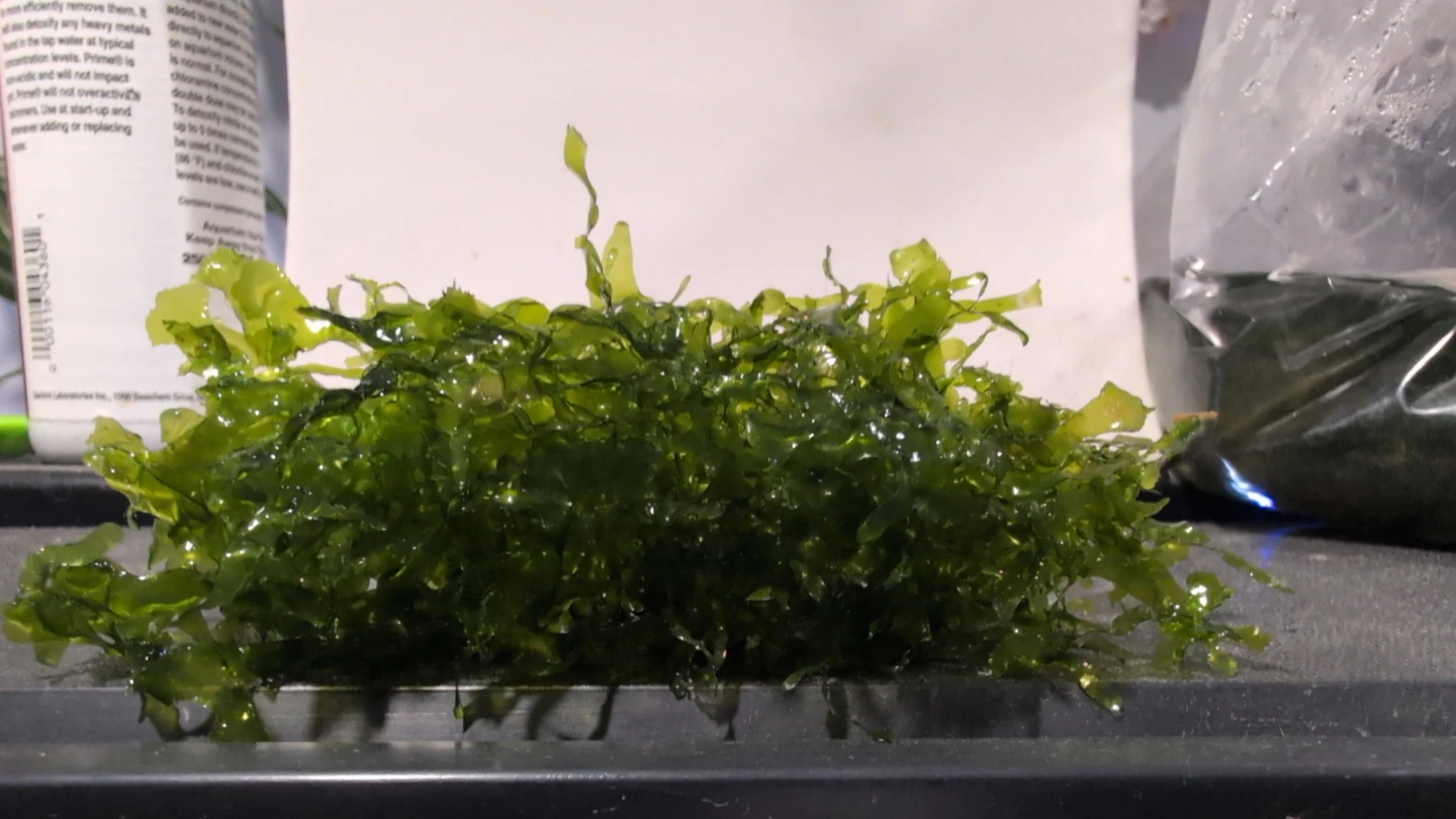 Freshwater Aquarium Süsswassertang