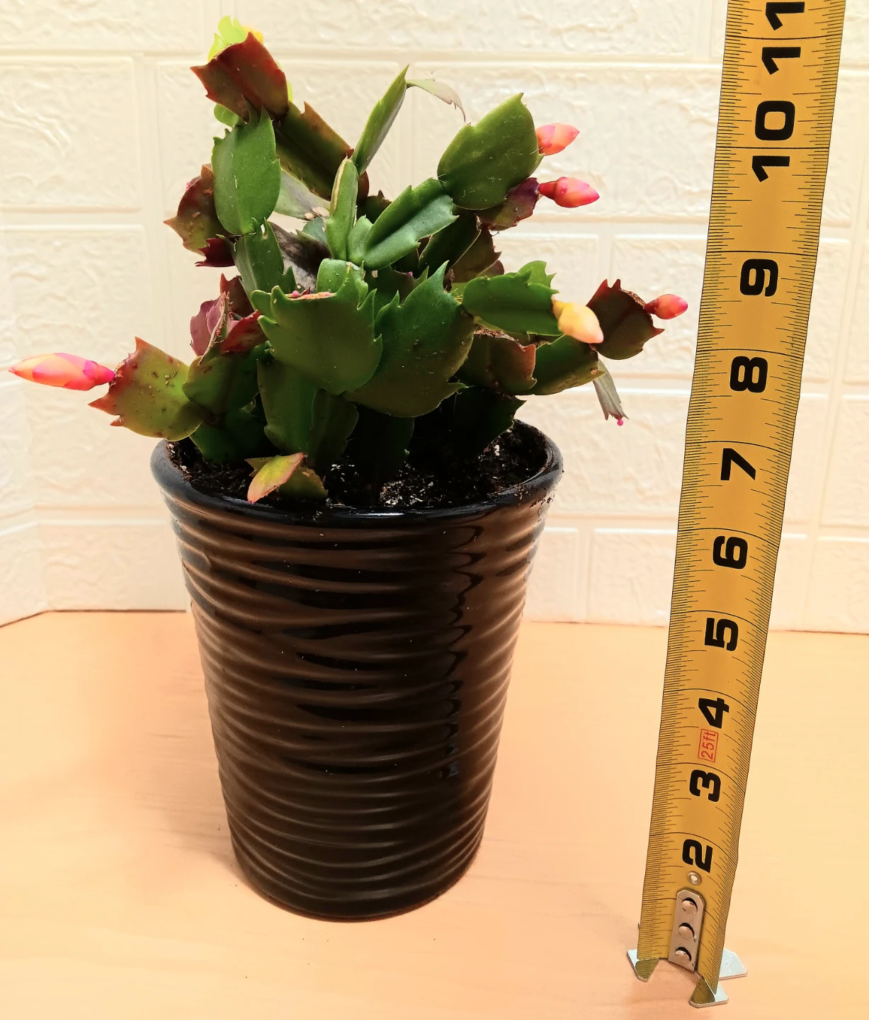 🪴Multiple Colored Christmas Cactus Plant in Ceramic Pot🪴 - photo 2