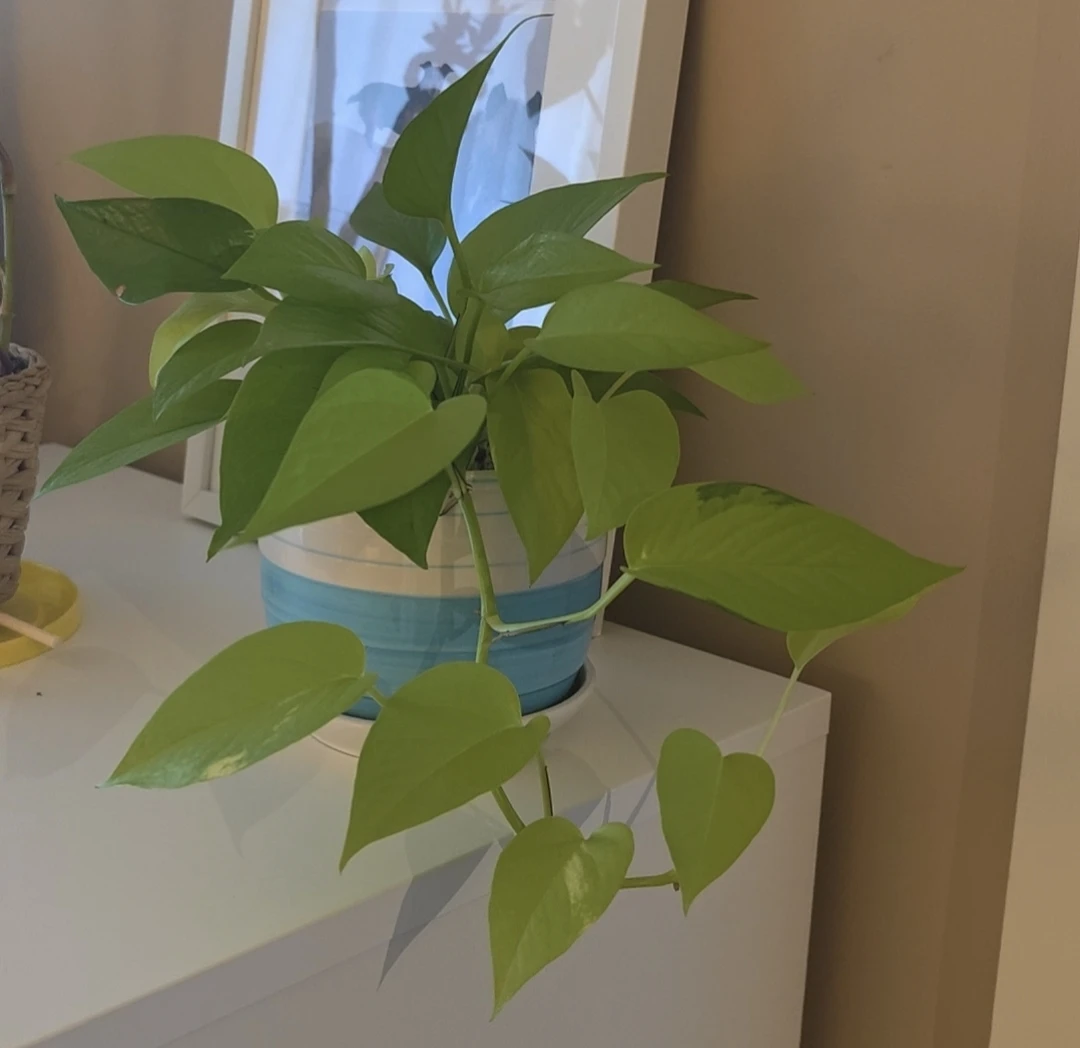 Neon Pothos Plant in Striped Ceramic Pot - photo 2