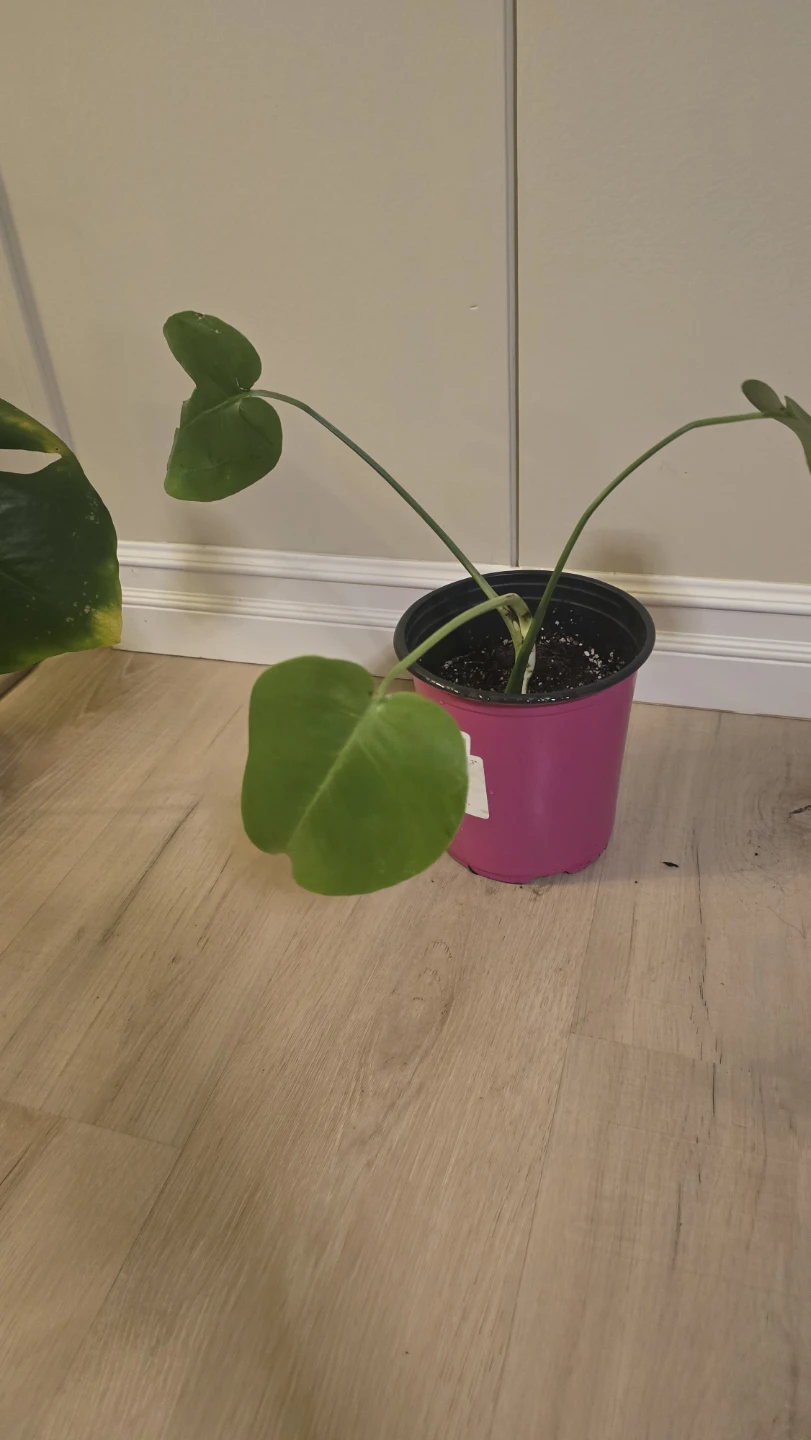 Starter Monstera Deliciosa - Well-Rooted Plant - photo 3