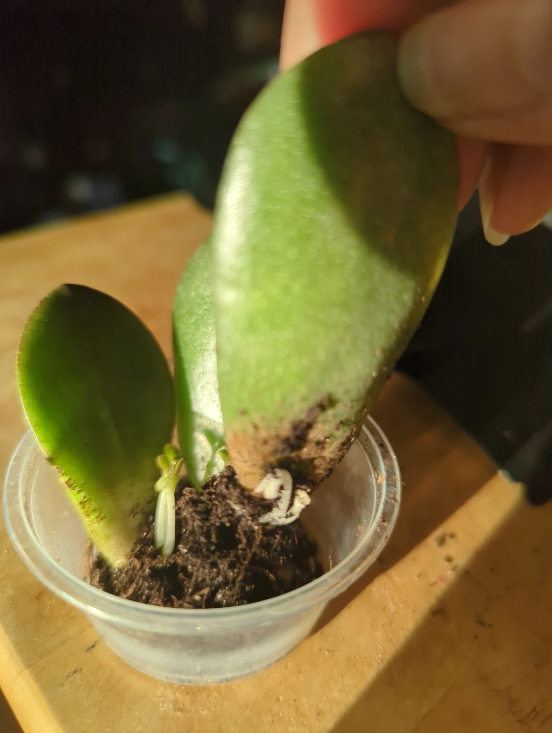 Jade Plant Propagation Cuttings - photo 2