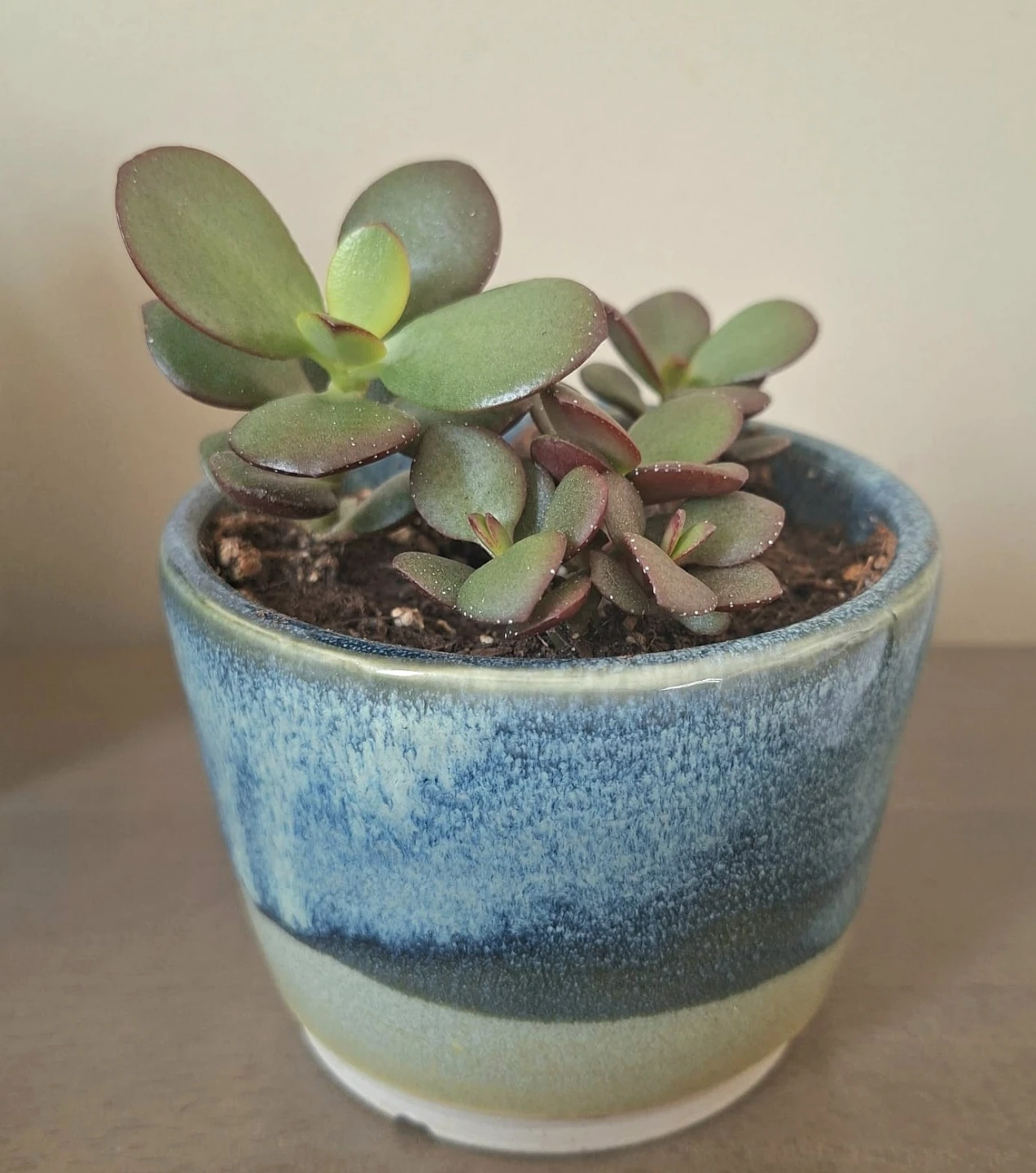 Jade Succulent Plants in Ceramic Pots $5 Each - photo 4