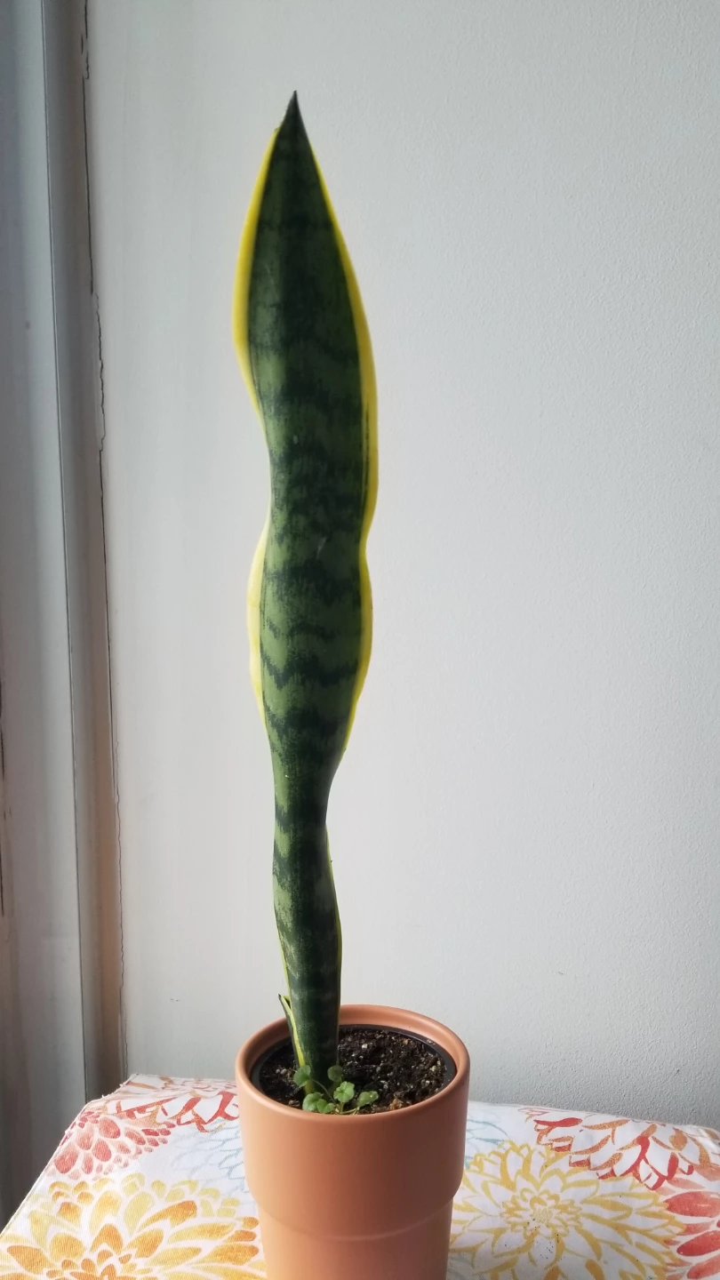 SnakePlant+Terracotta type Pot.-FIRM PRICE/READ DESCRIPTION - photo 5