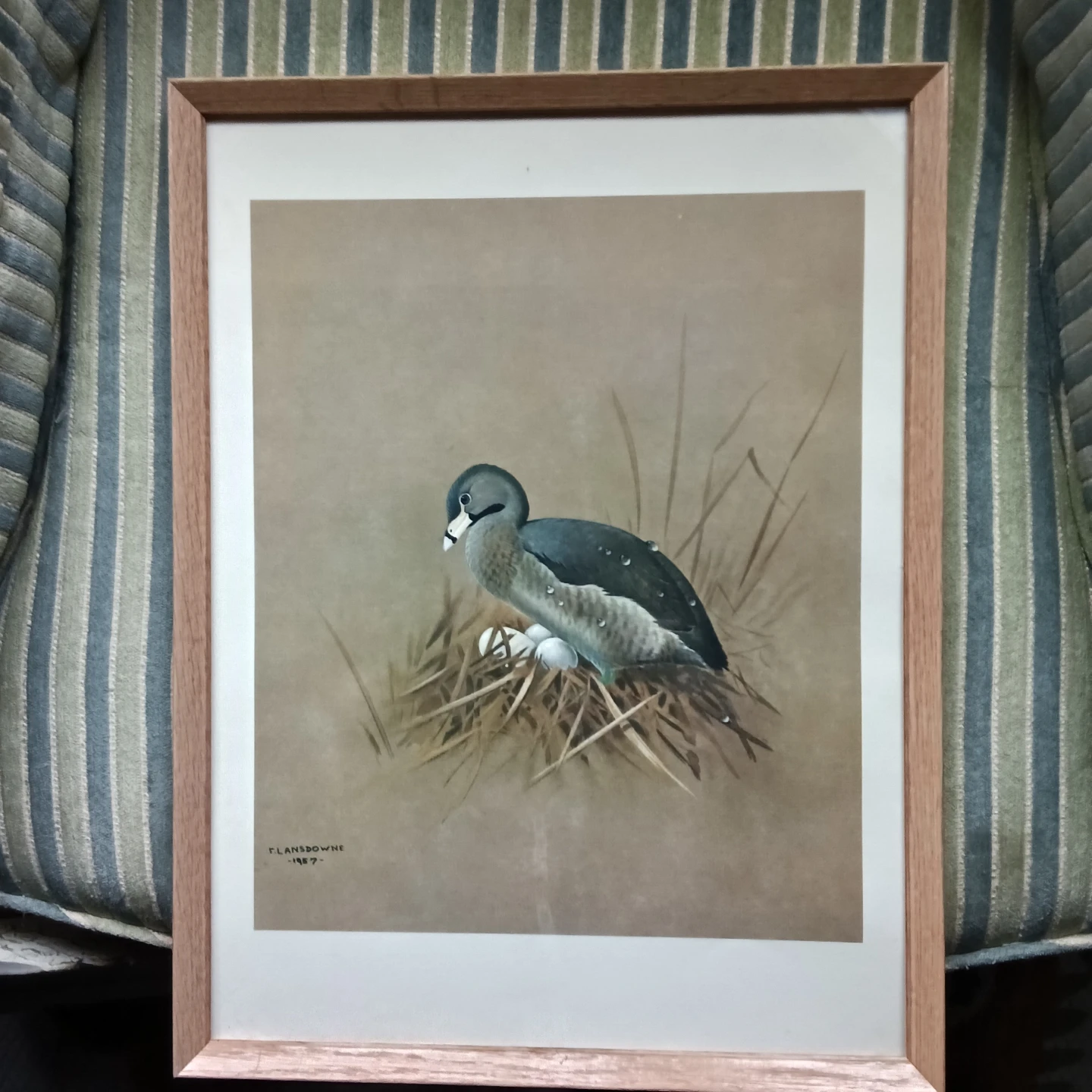 J. Fenwick Lansdowne "Pied-Billed Grebe" Framed Lithograph