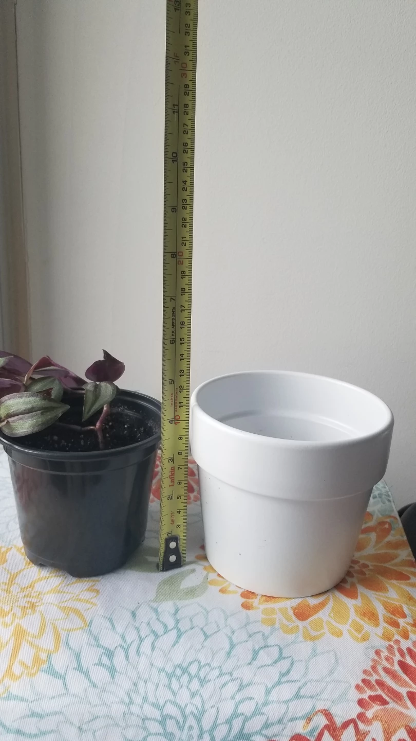 Tradescantia Zebrina + White Ceramic Pot( Read Description) - photo 3