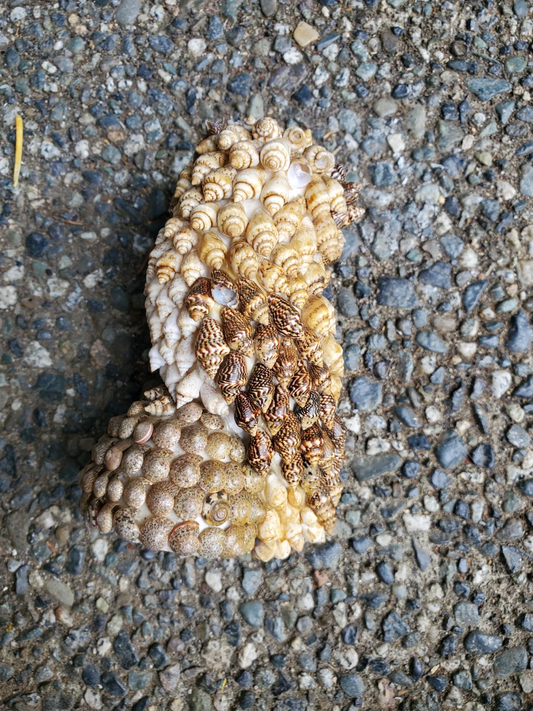 Handmade Seashell Owl Figurine - photo 4