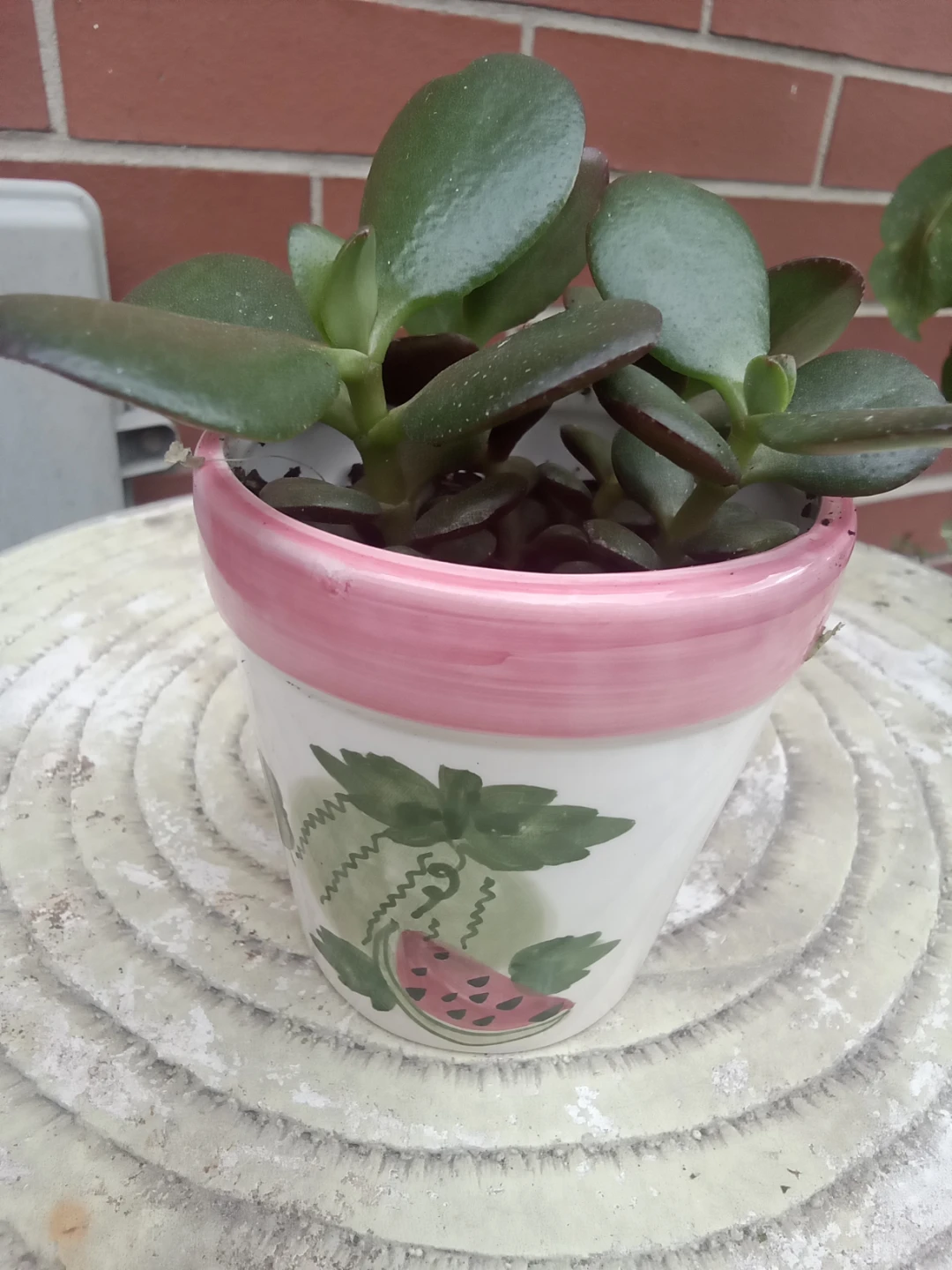 Jade Plant in Watermelon Pattern 3.5" Pot