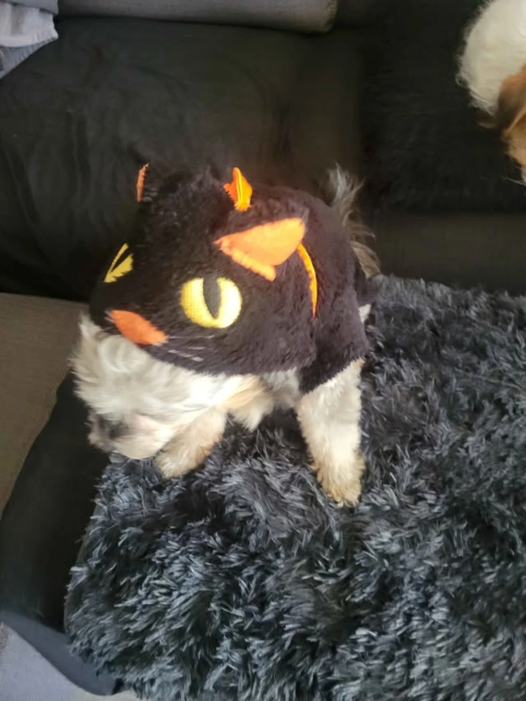 Pet Costume (Medium) - photo 4