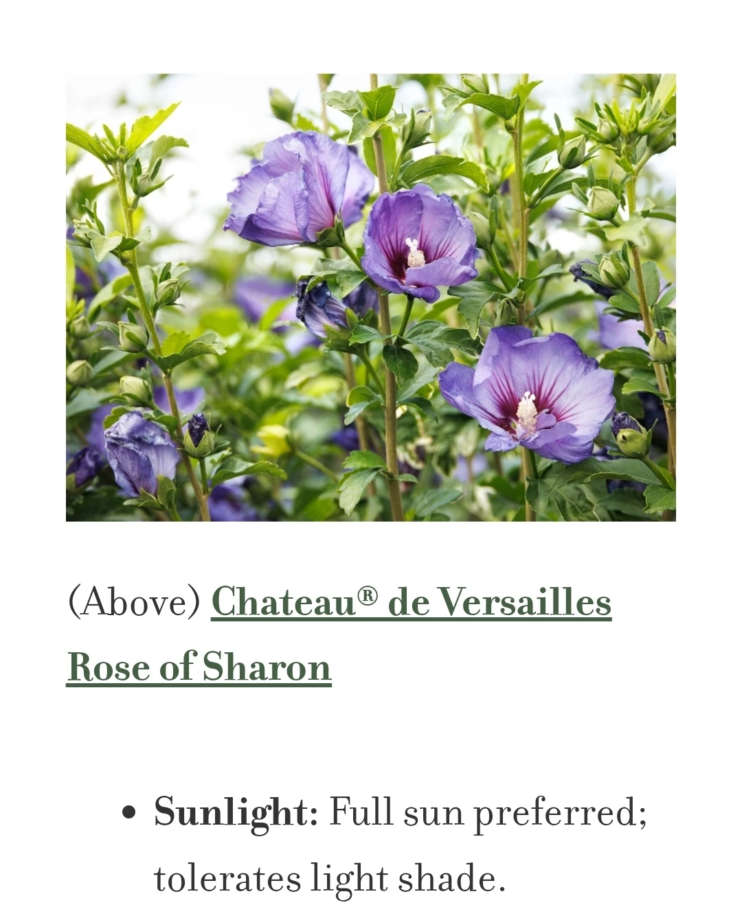 Rose of Sharon Young Shrubs - photo 3