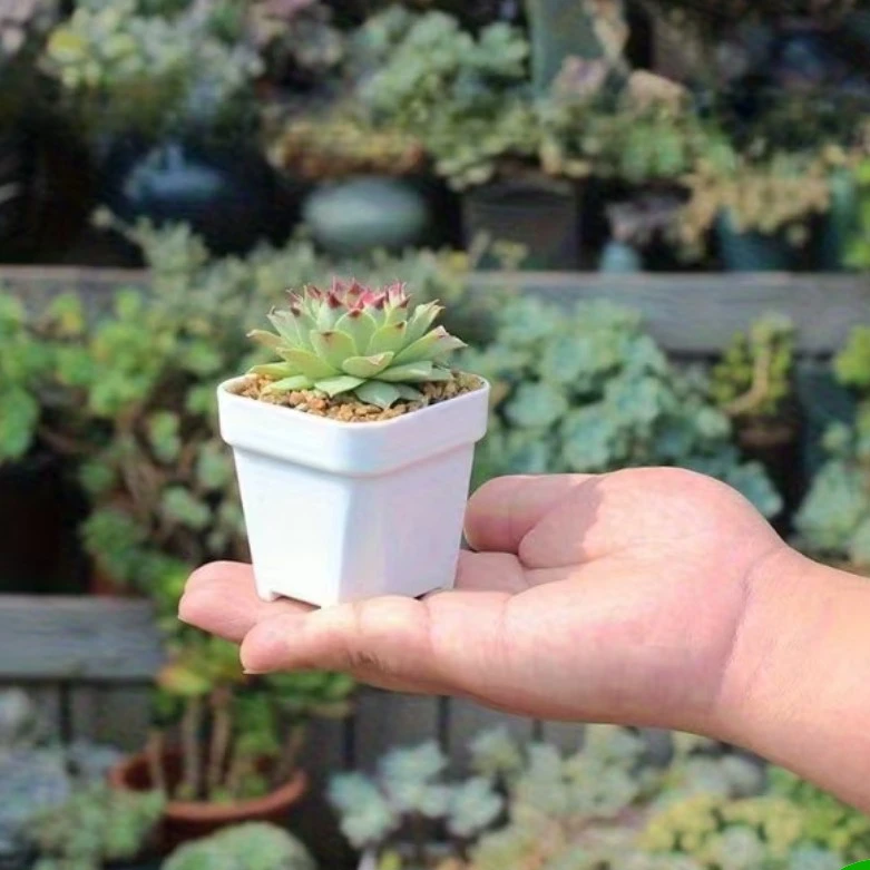 19 Small White Square Plant Pots - photo 2