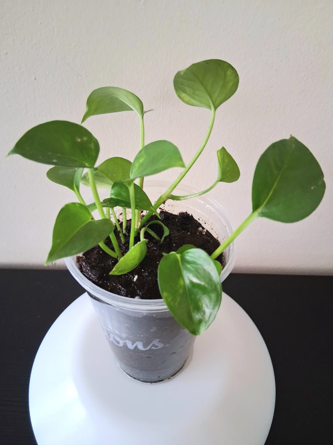 🌱 Golden Pothos 🌻
