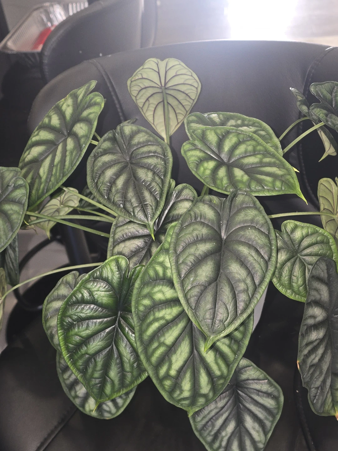 Alocasia dragon scale  multiple plant pot - photo 5