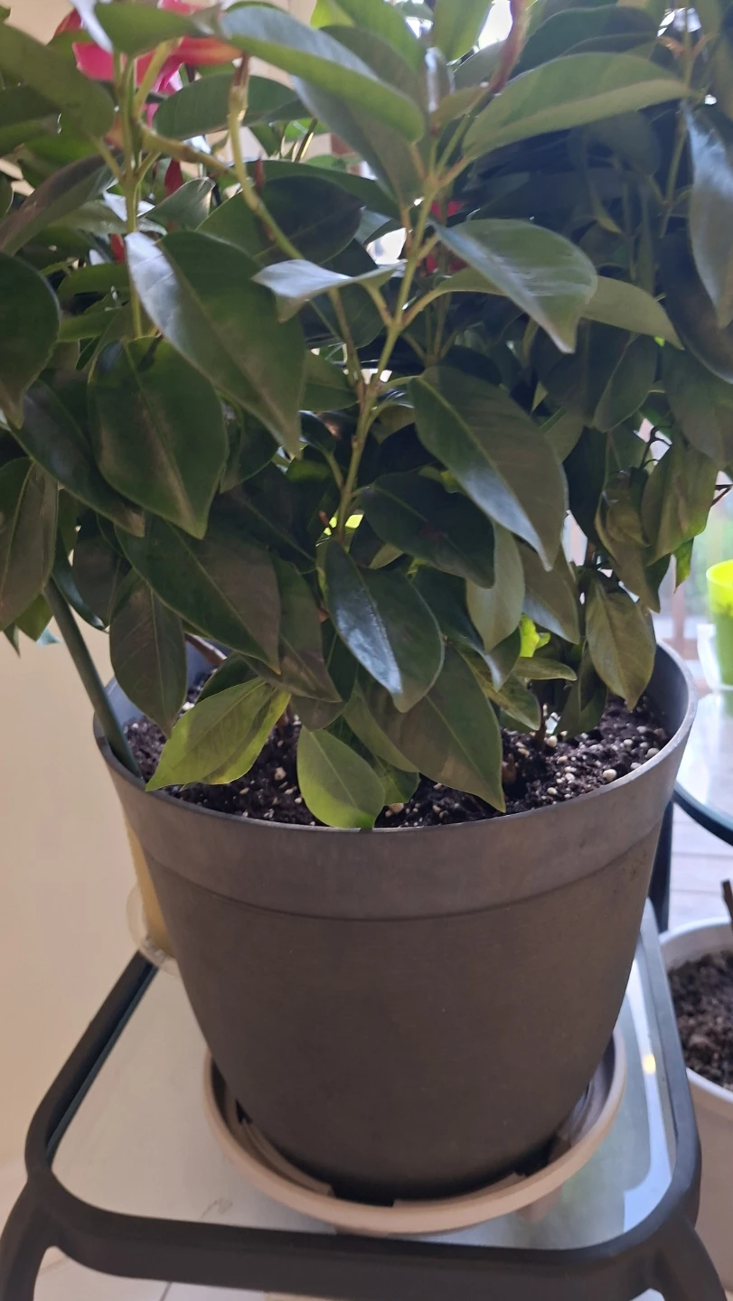 Mandevilla plant with large pot - photo 3