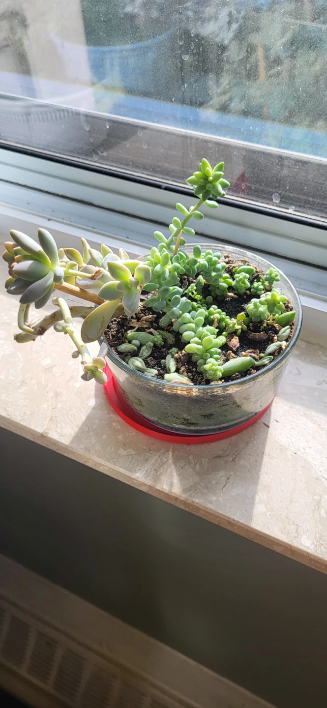 Two types of succulent in a glass container - photo 3