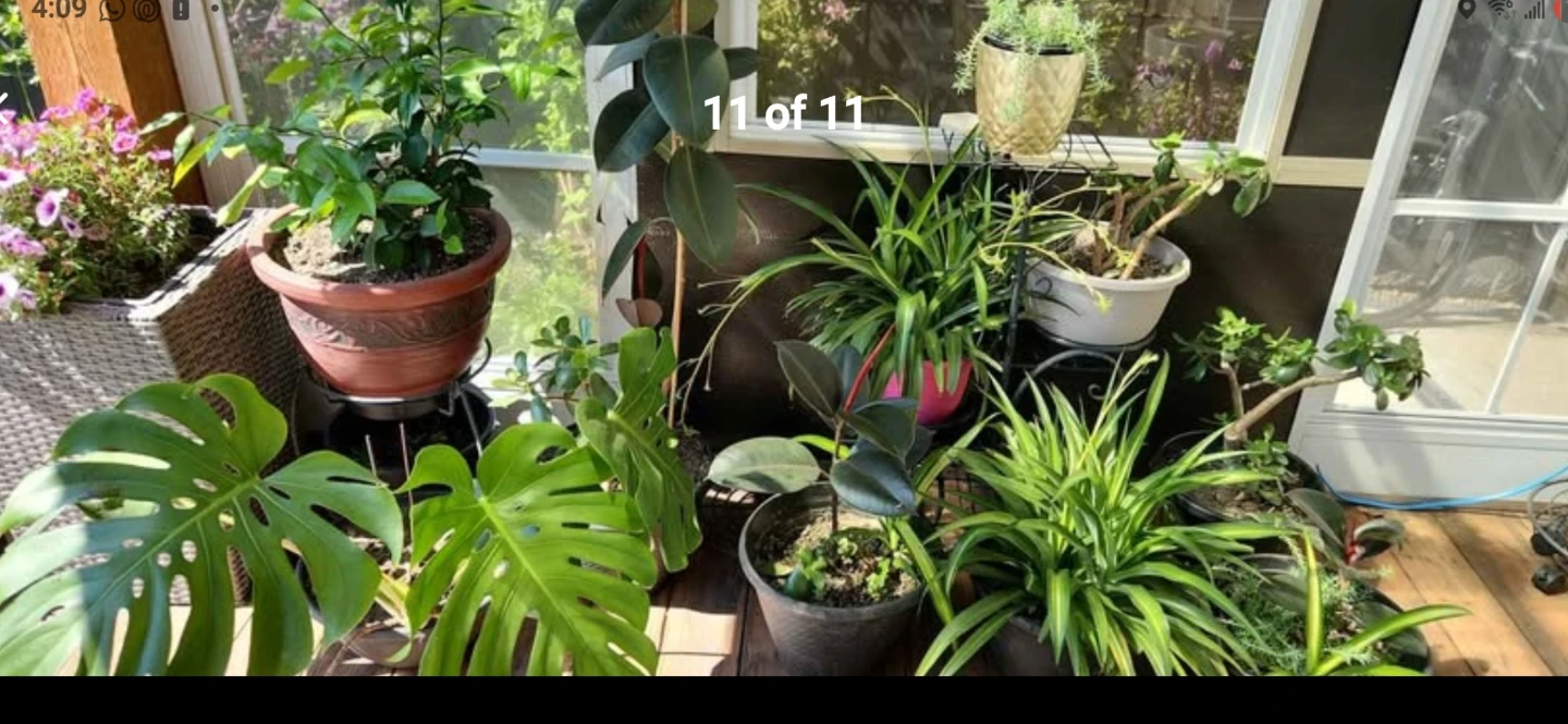 Home Plants