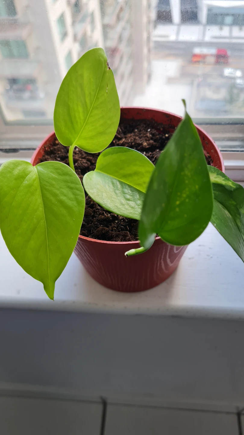 Neon x Golden Pothos Mix 🌿🌿 - photo 2