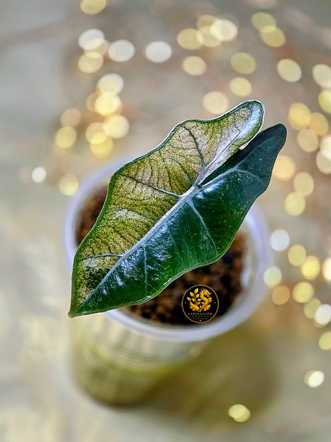 Alocasia pseudosanderiana “Rosewood Divide”