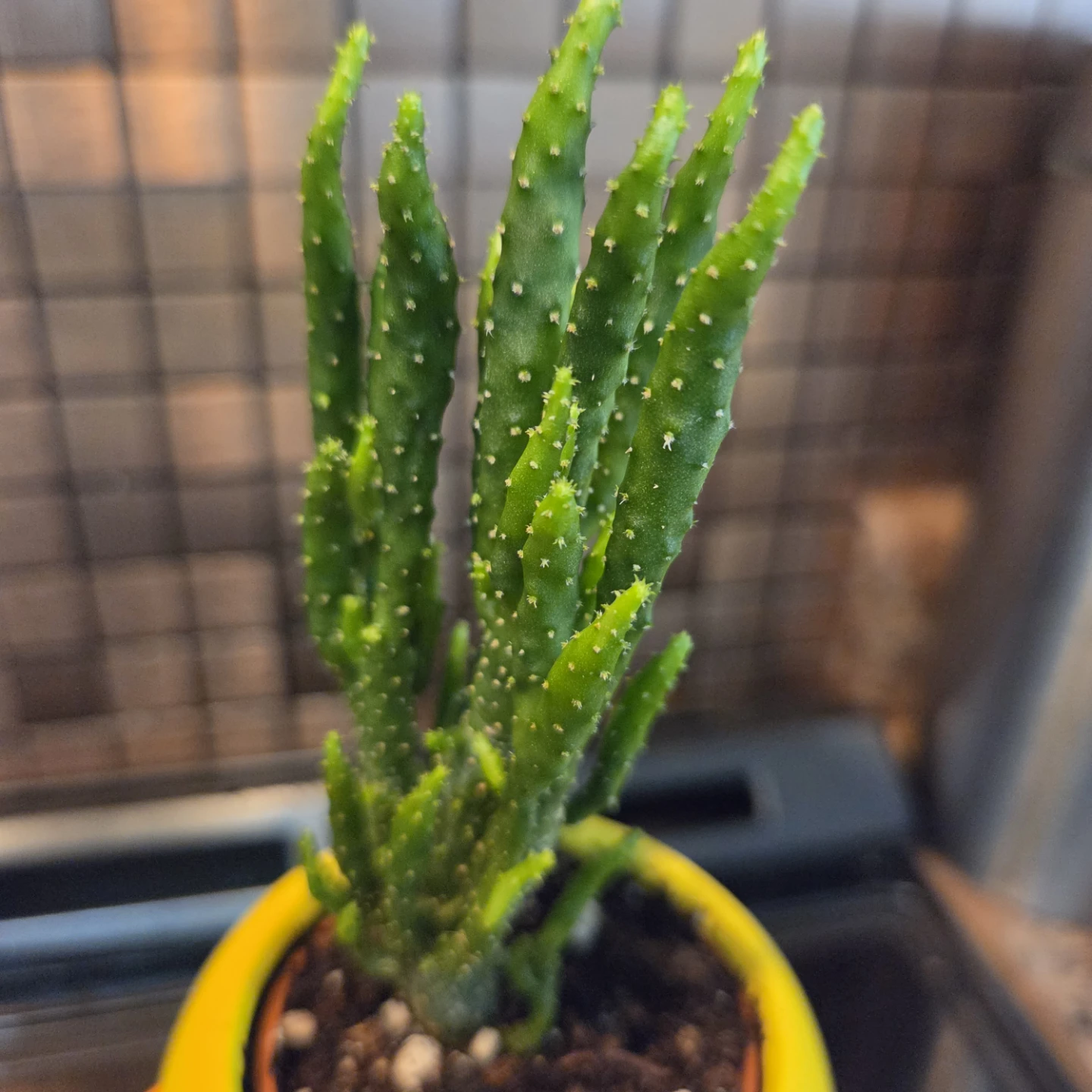Cactus in yellow chick planter - photo 5