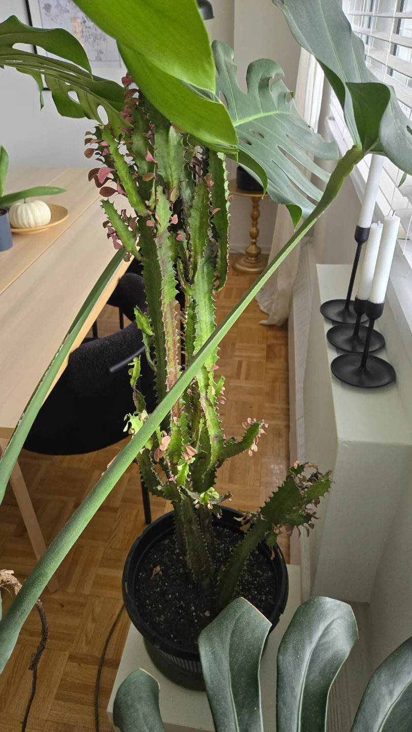 Euphorbia trigona African Milk Tree - photo 2