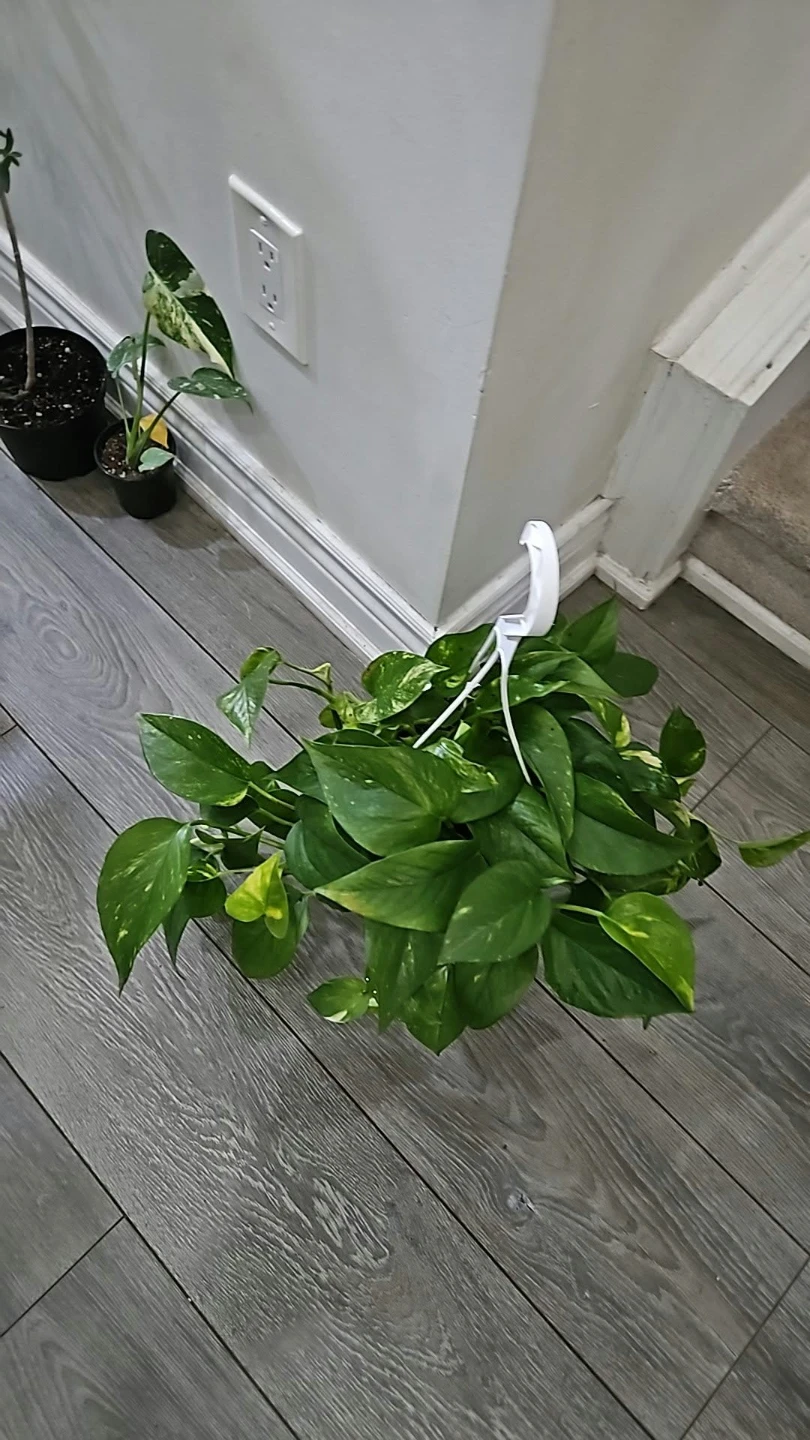 Pothos Hanging Plant - photo 2