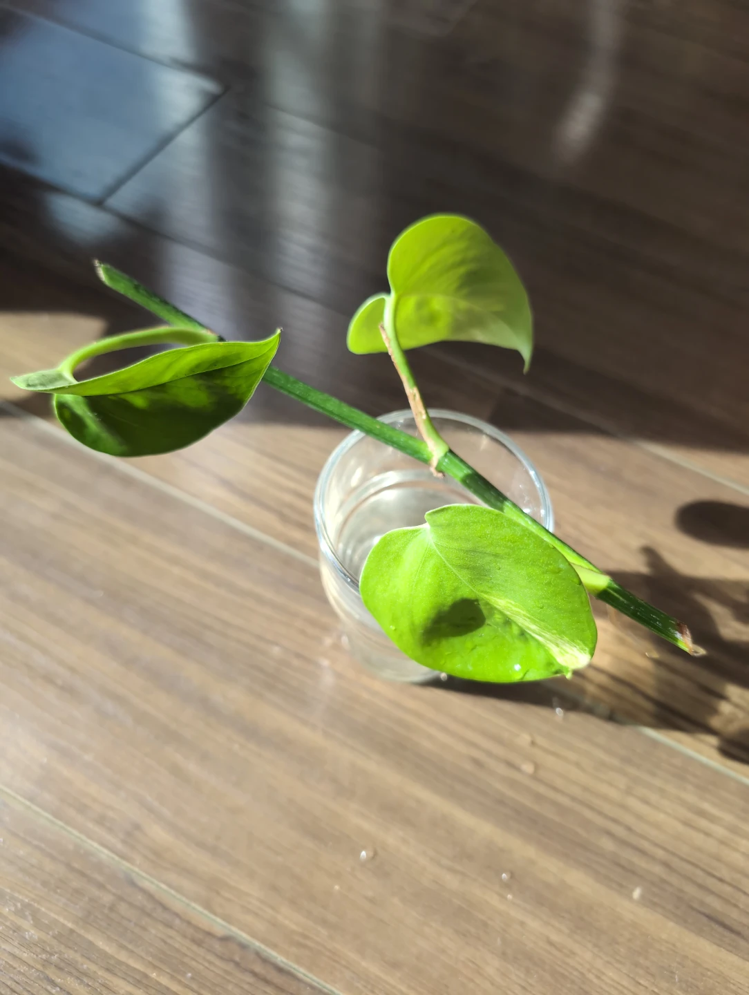 Pothos plant cutting