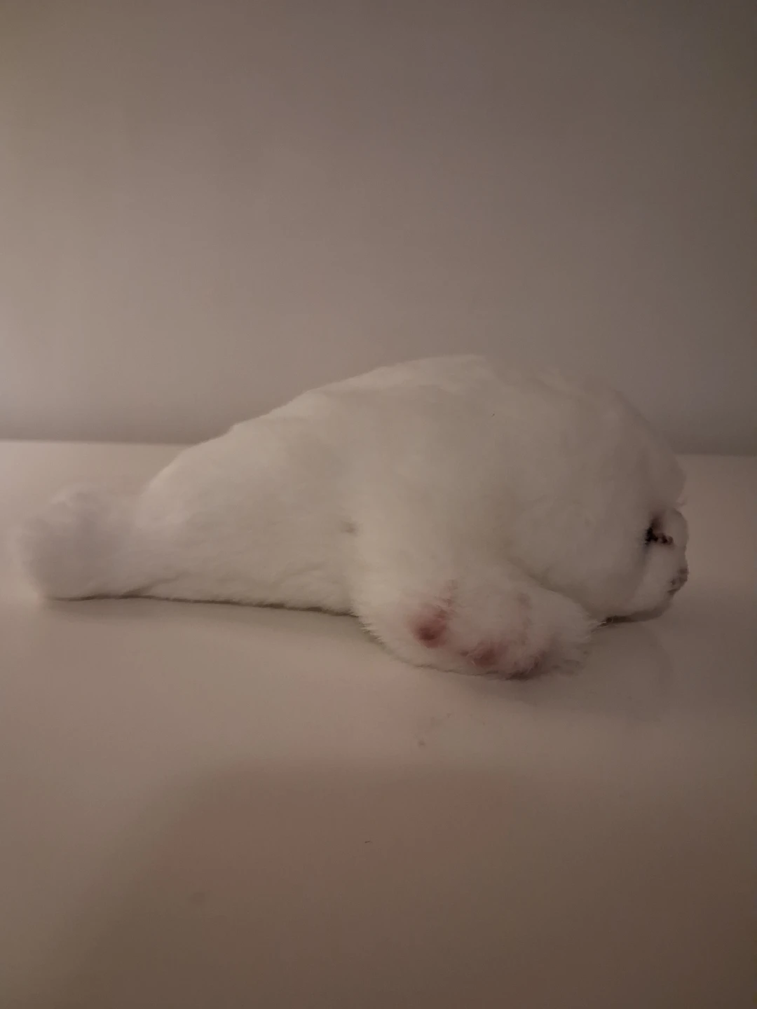 Plush Seal - photo 4