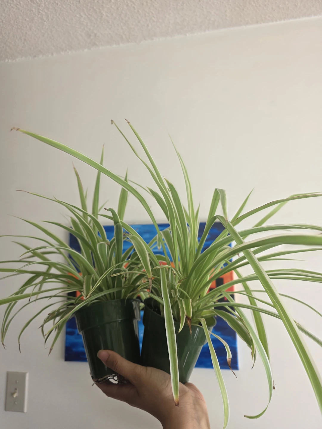 Two Medium Spider Plants in nursery pots