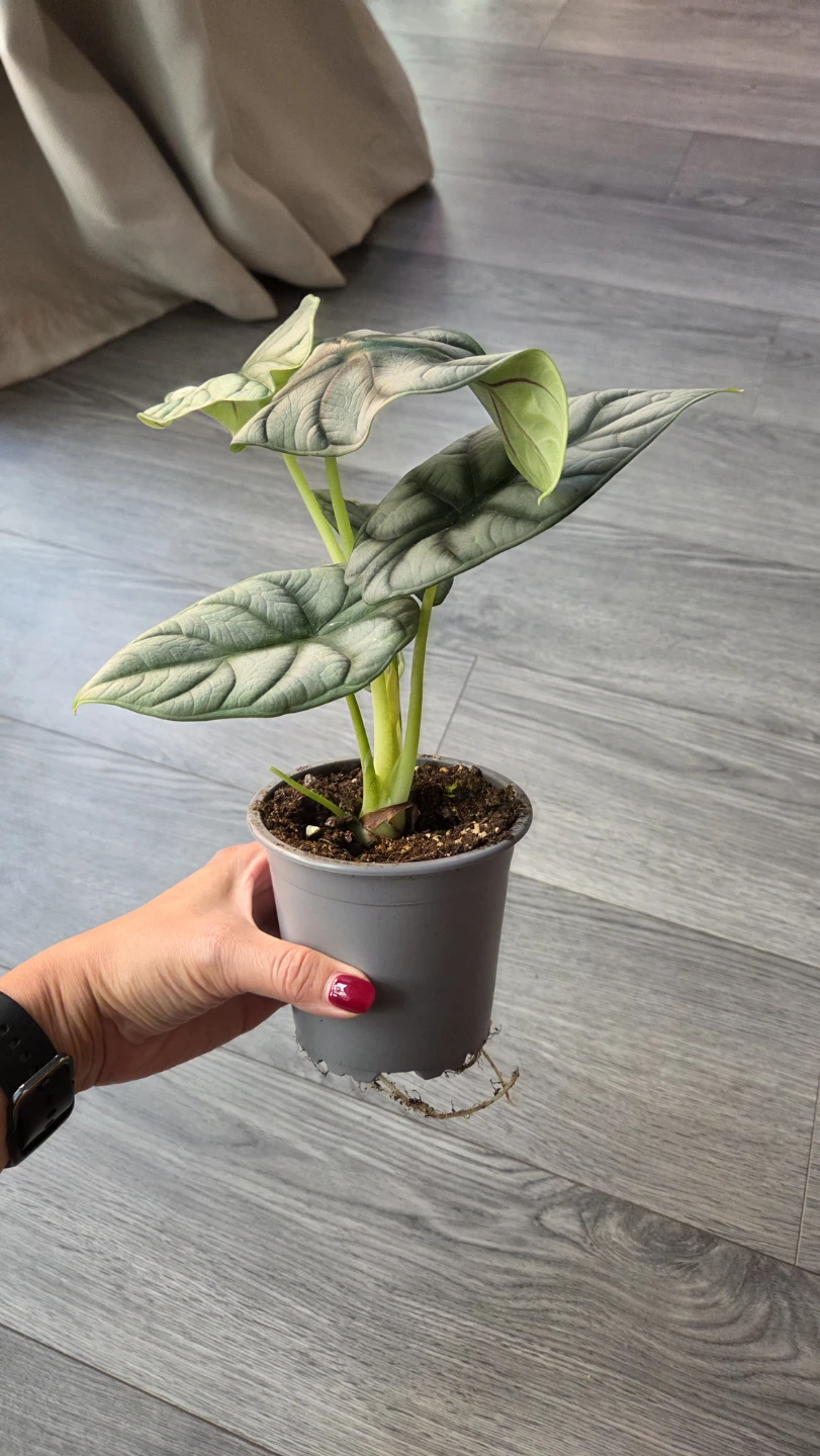 Alocasia Silver Dragon Houseplant - photo 2