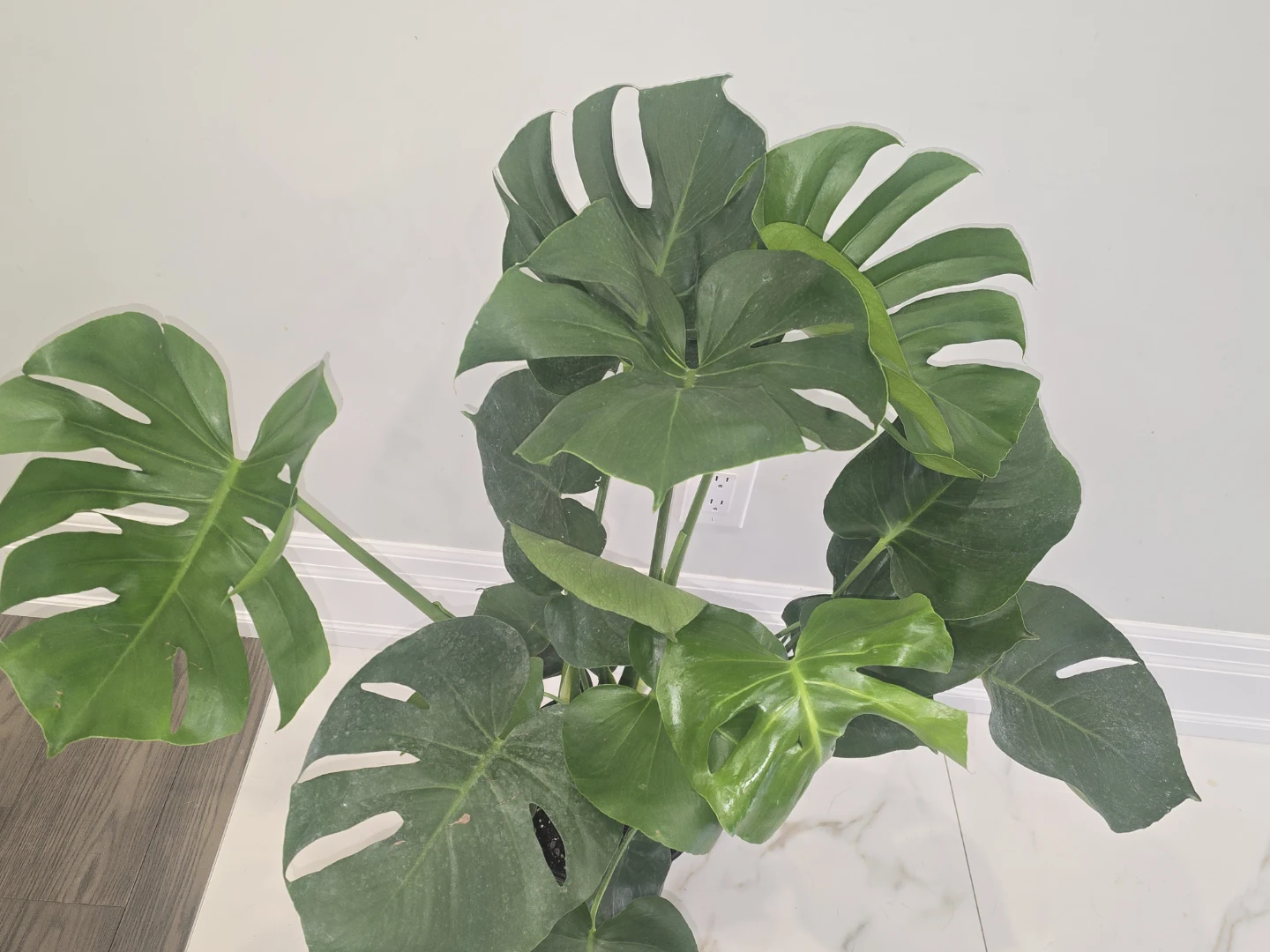 Monstera Deliciosa Houseplant - photo 2