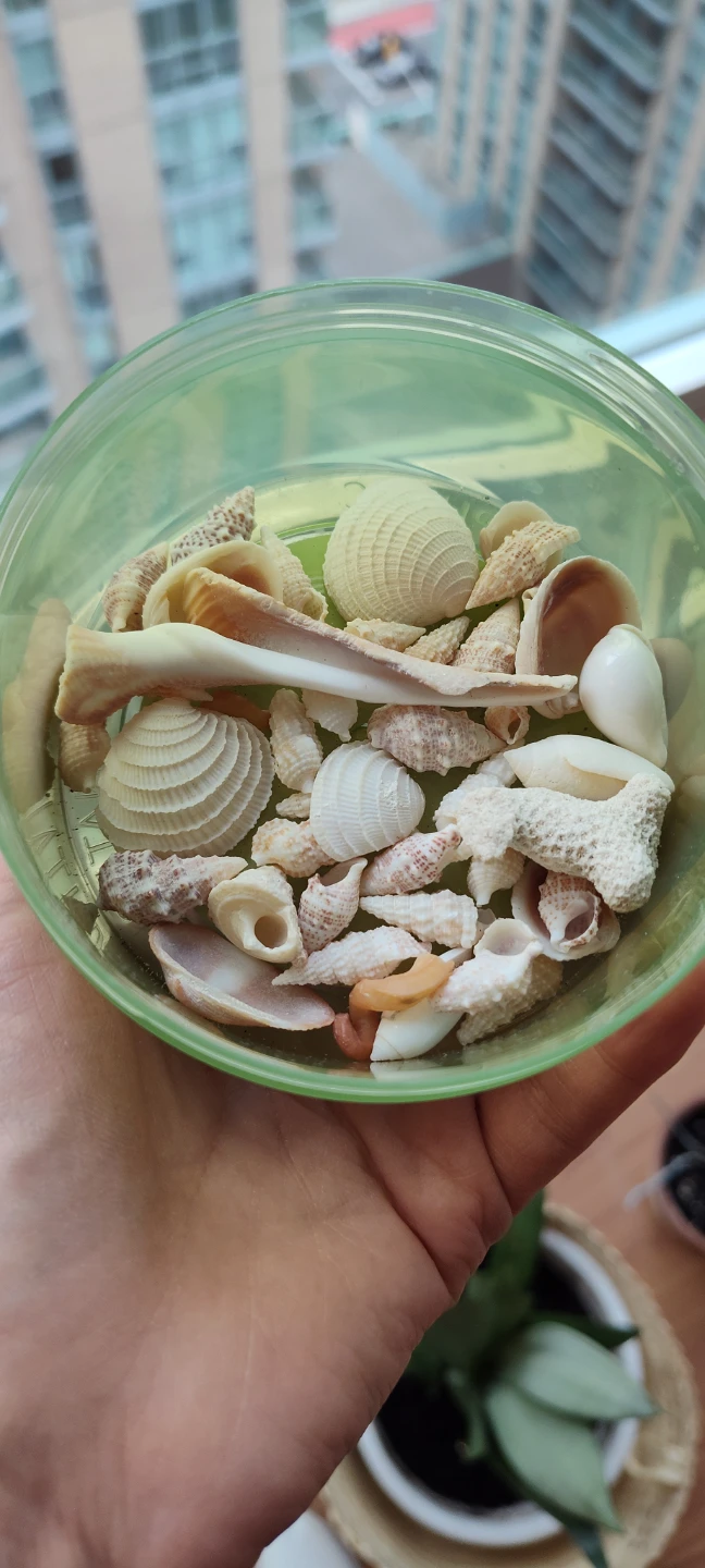 Assorted Natural Seashells