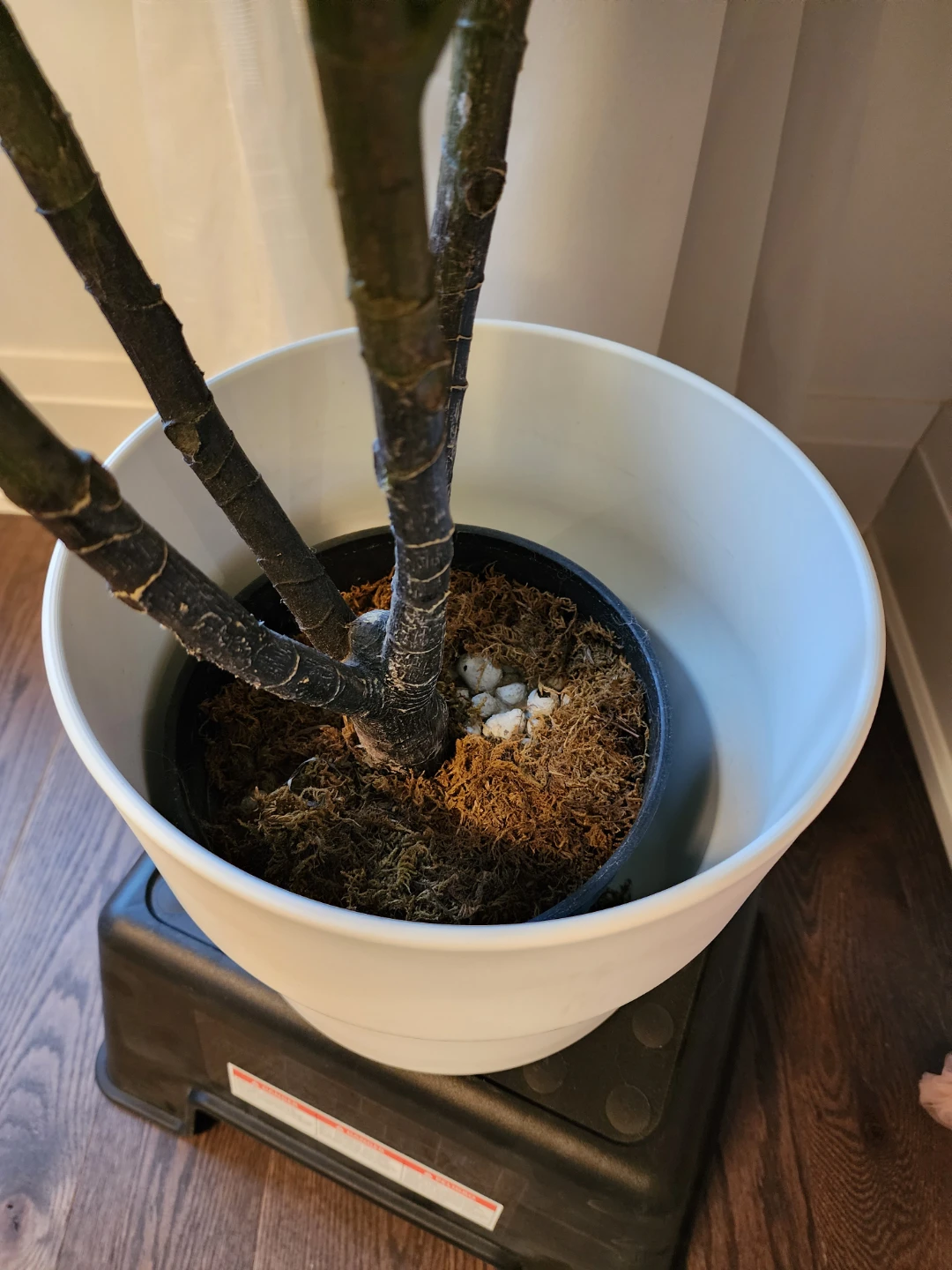Large Artificial Fiddle Leaf Fig Tree - photo 2