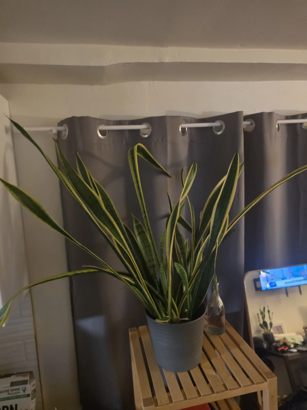Snake Plant with Grey Pot