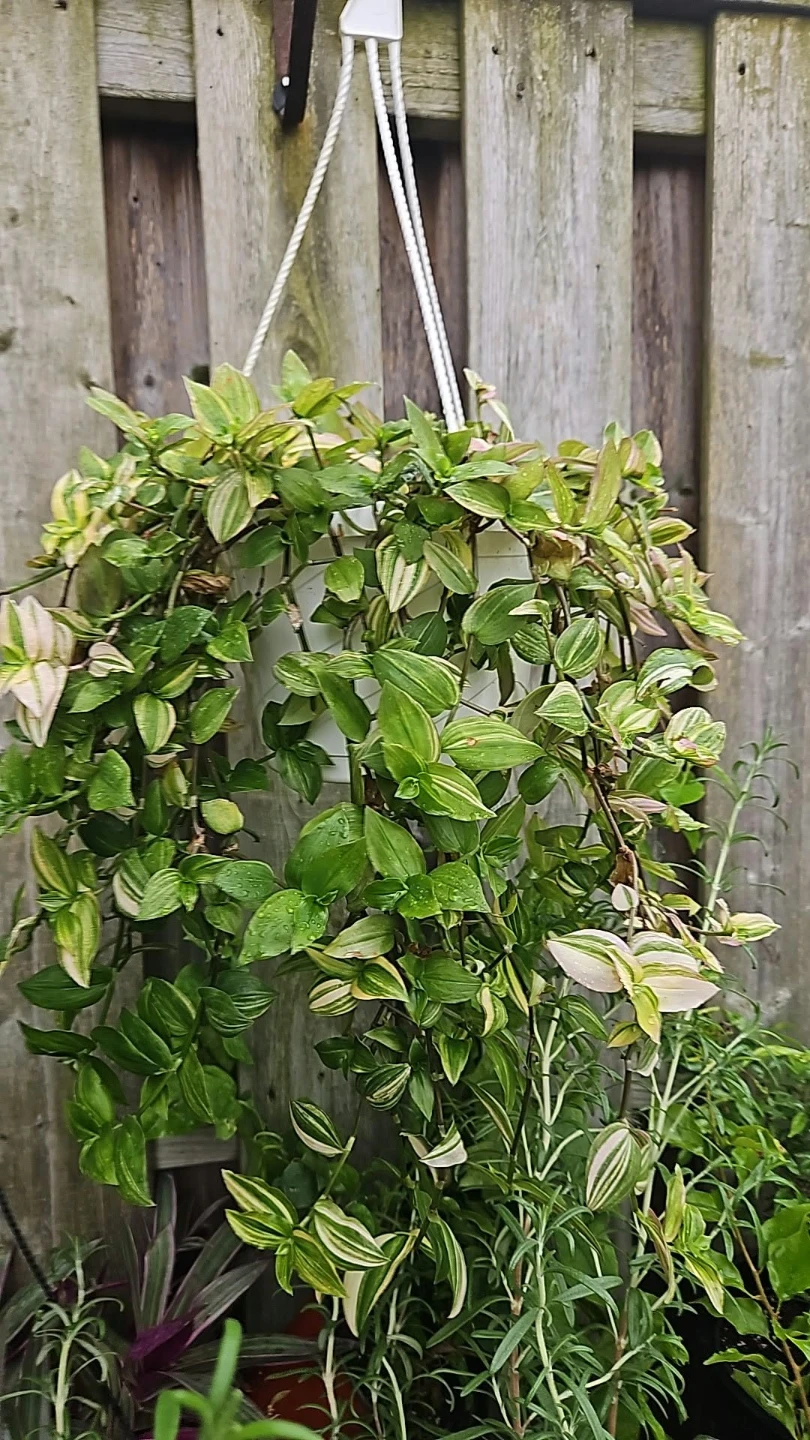 Tradescantia fluminensis variegata in hanging pot