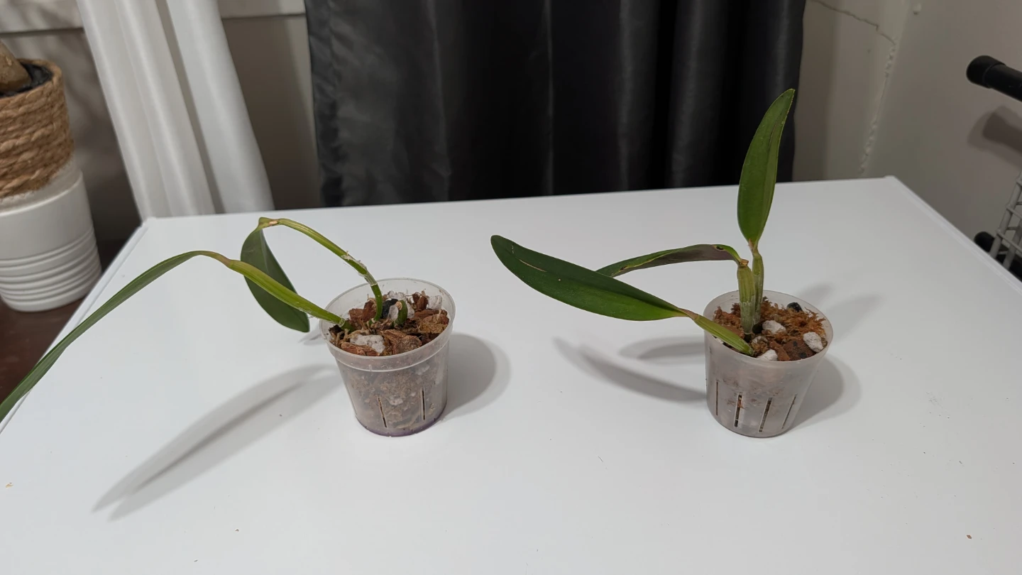 Cattleya crystelle smith orchids - photo 3