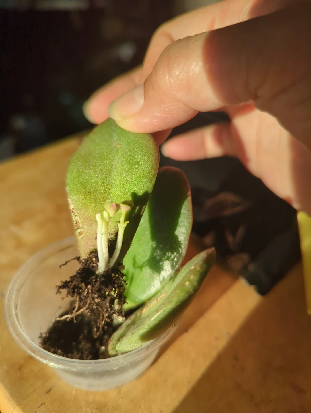 Jade Plant Propagation Cuttings